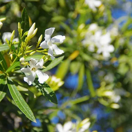 컨트리하우스 Pein 칼로포테